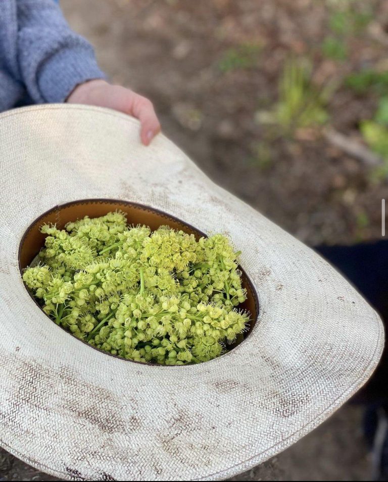 April Maple Flower Fried Fritters – April 18, 2021